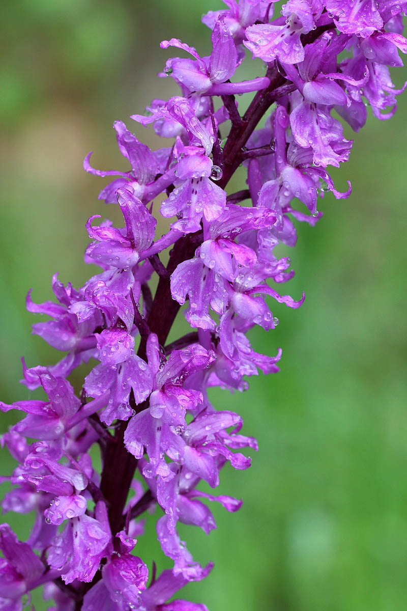 Orchis mascula subsp. speciosa / Orchide elegante